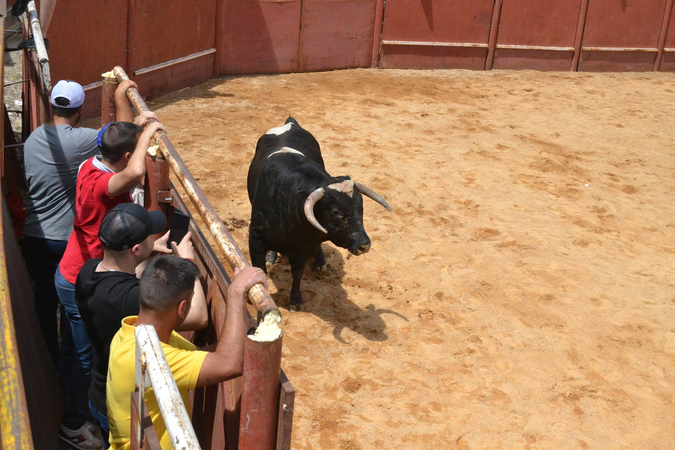 Tensión y riesgo en el Toro de Cajón de Hinojosa de Duero