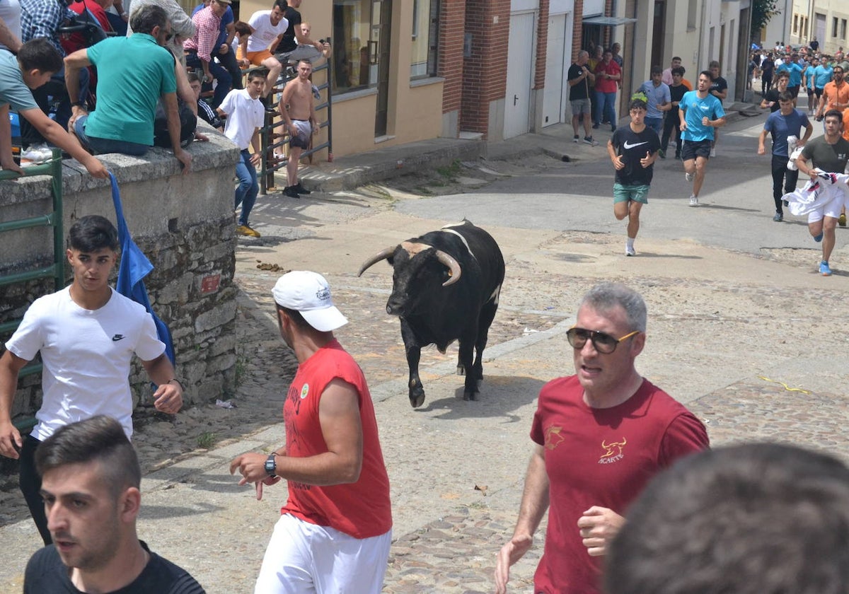 Tensión y riesgo en el Toro de Cajón de Hinojosa de Duero