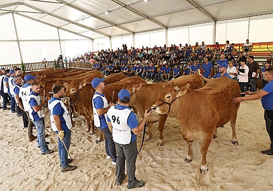 Concurso de raza limusín de la última edición de Salamaq.
