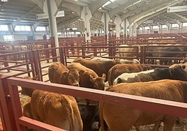 Imagen del mercado de ganados en la mañana de este lunes, 24 de junio.