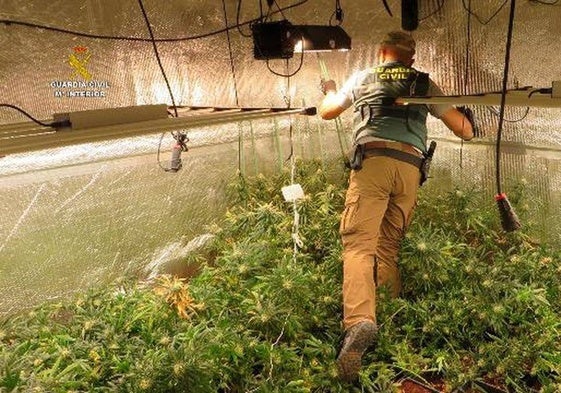 Intervención en una plantación de marihuana en Salamanca.