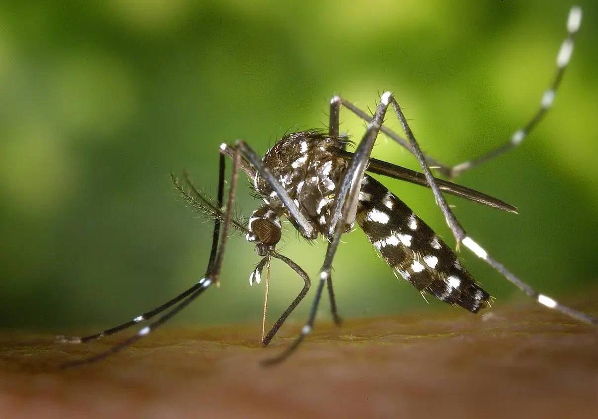 Imagen de un mosquito tigre.