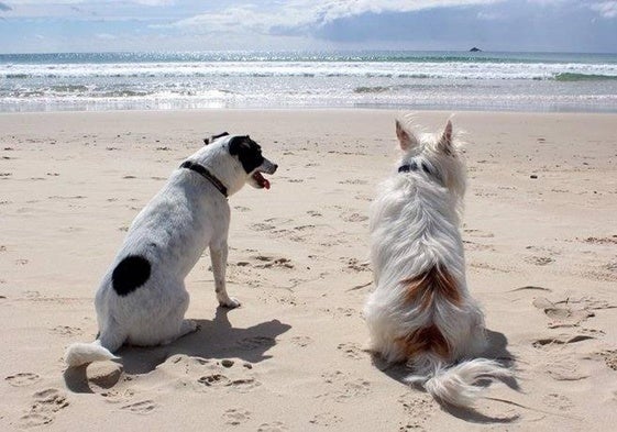 Dos perros, en una zona costera española.