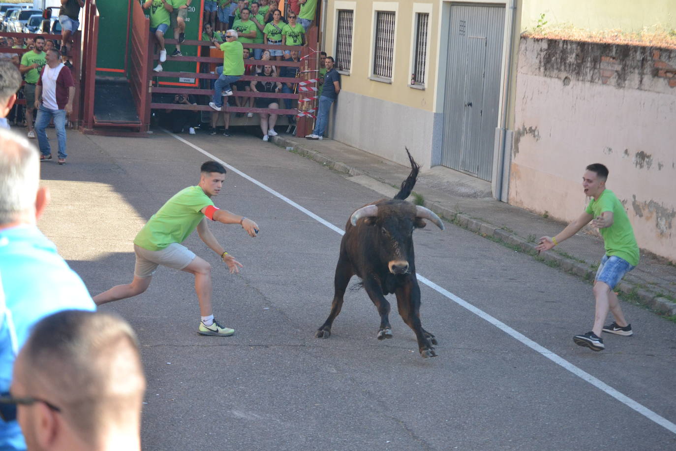 Susto en la capea de Barrio Nuevo de Miróbriga