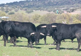 Toros pastando en el Campo Charro