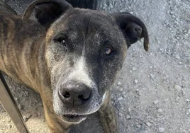 Drako nada más llegar al Centro de Protección.