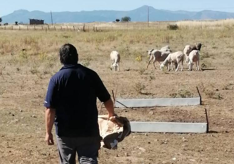 El ganadero camina hacia su rebaño.