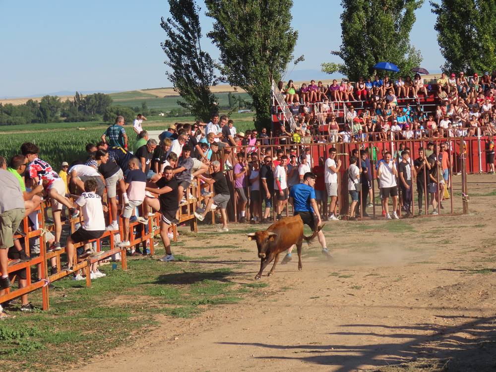 Diversión y revolcones en el festejo con un eral y dos vacas de Villoruela