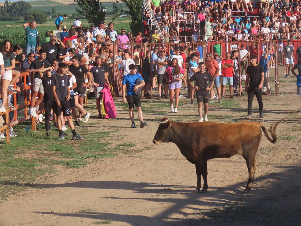 Diversión y revolcones en el festejo con un eral y dos vacas de Villoruela