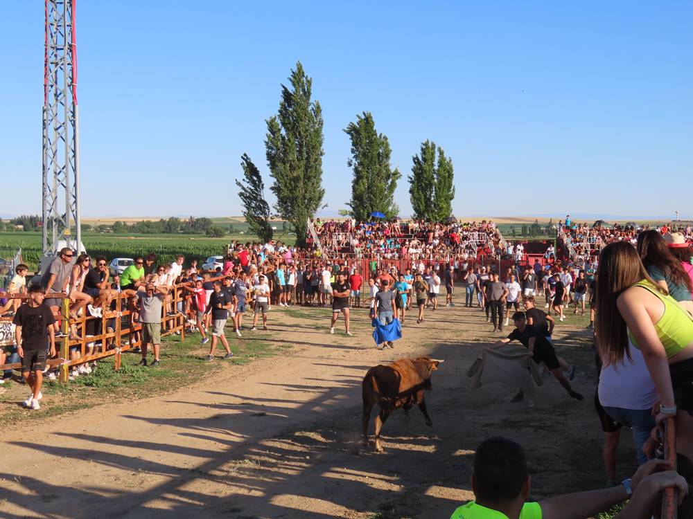 Diversión y revolcones en el festejo con un eral y dos vacas de Villoruela