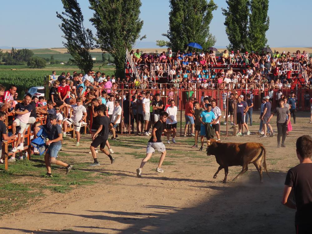 Diversión y revolcones en el festejo con un eral y dos vacas de Villoruela