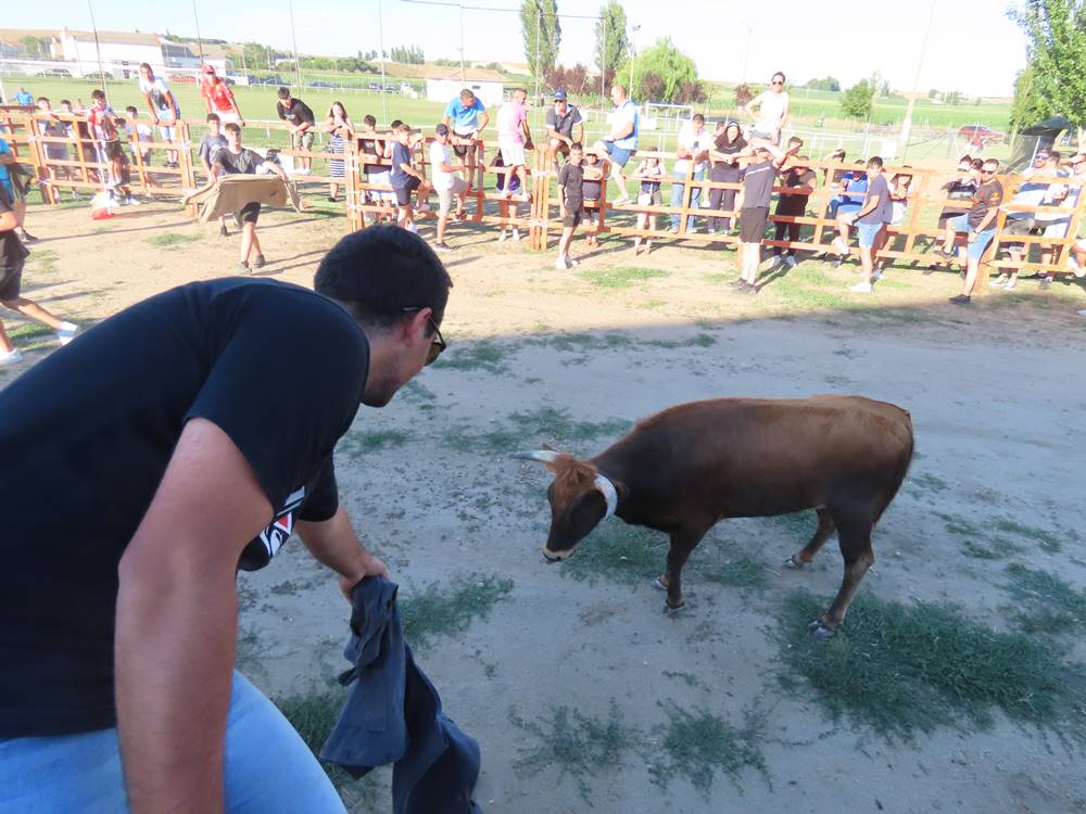 Diversión y revolcones en el festejo con un eral y dos vacas de Villoruela