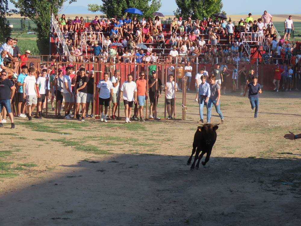 Diversión y revolcones en el festejo con un eral y dos vacas de Villoruela