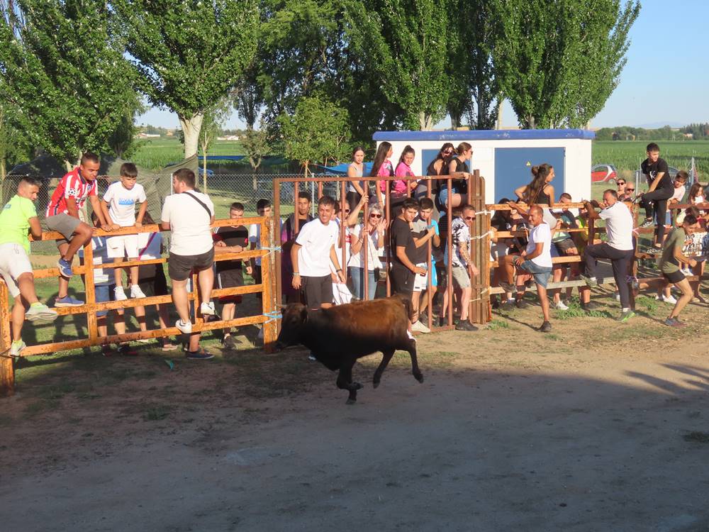 Diversión y revolcones en el festejo con un eral y dos vacas de Villoruela