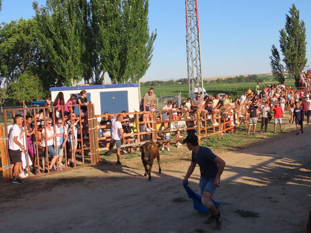 Diversión y revolcones en el festejo con un eral y dos vacas de Villoruela