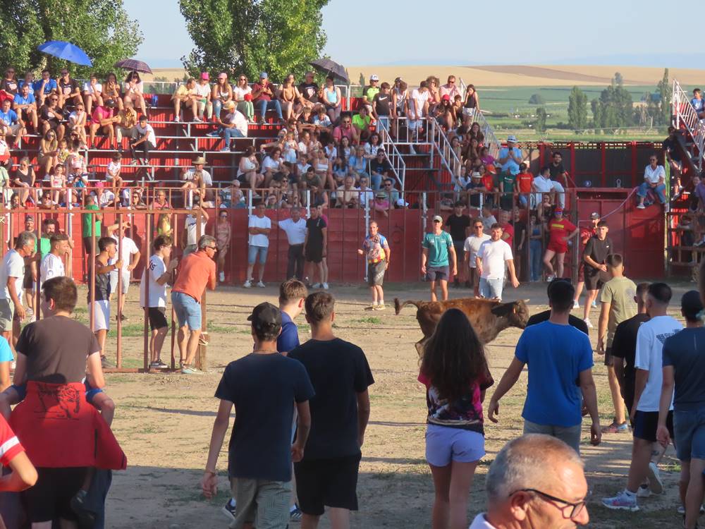 Diversión y revolcones en el festejo con un eral y dos vacas de Villoruela