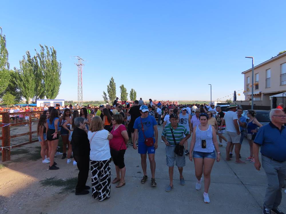 Diversión y revolcones en el festejo con un eral y dos vacas de Villoruela