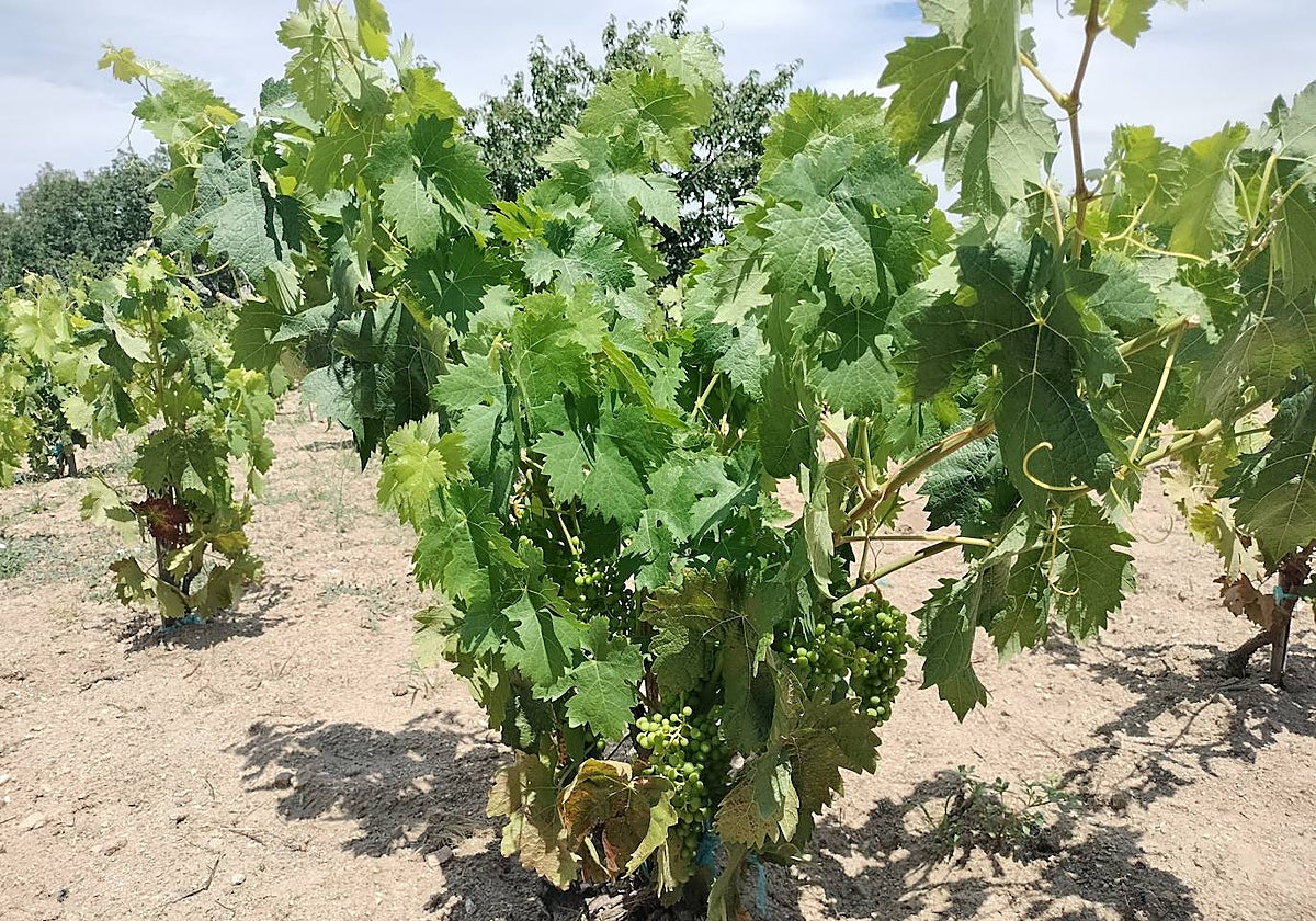 Imagen de vides en una finca de Santibáñez de la Sierra.