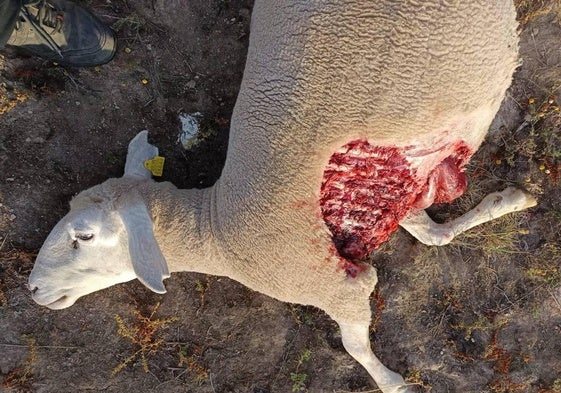 Una de las ovejas que ha matado el lobo en este último ataque.