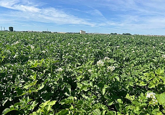 Parcela de patatas en la zona de Encinas.