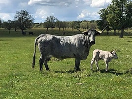 Dehesa Grande, cooperativa salmantina referente en el sector de vacuno de carne.
