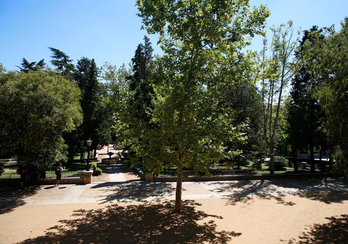 Un árbol ubicado en el Campo de San Francisco.