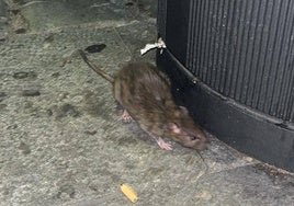 Imagen de la rata circulando este miércoles por la tarde por la calle Toro.