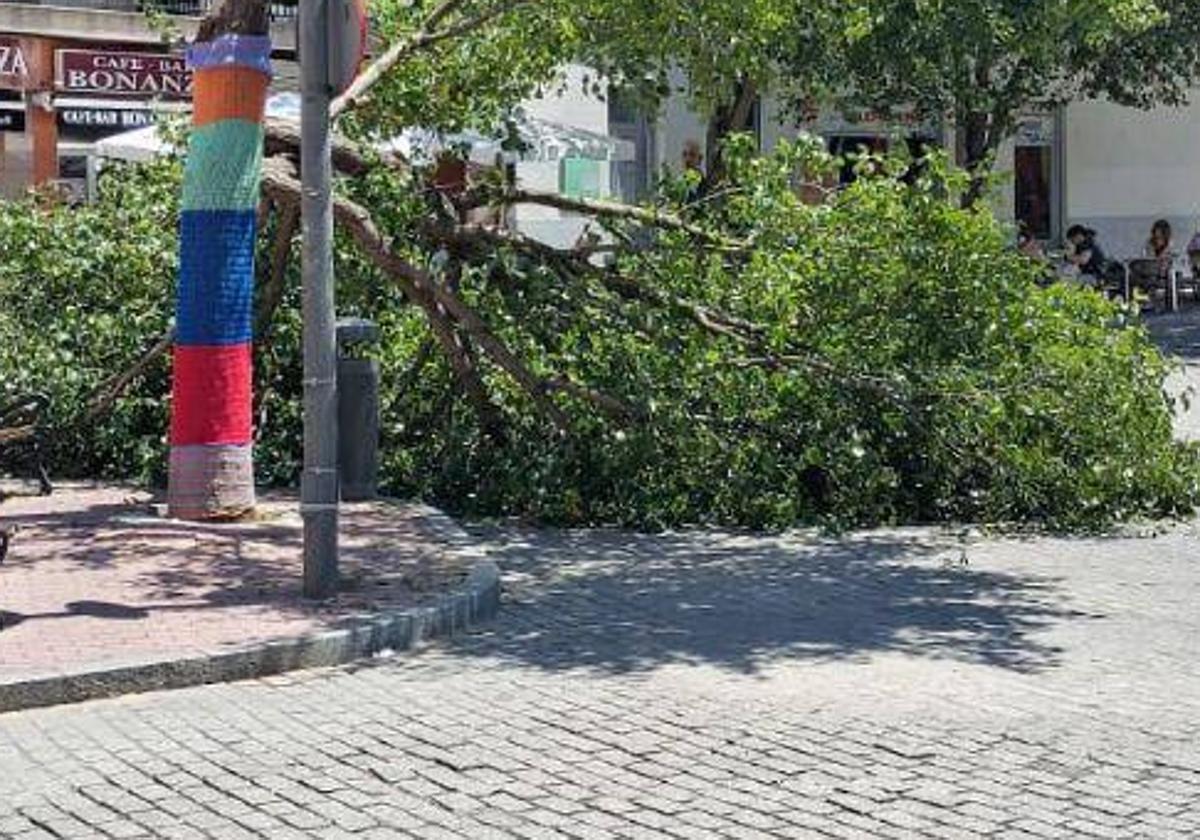 Imagen del árbol torcido en la Plaza del Oeste.