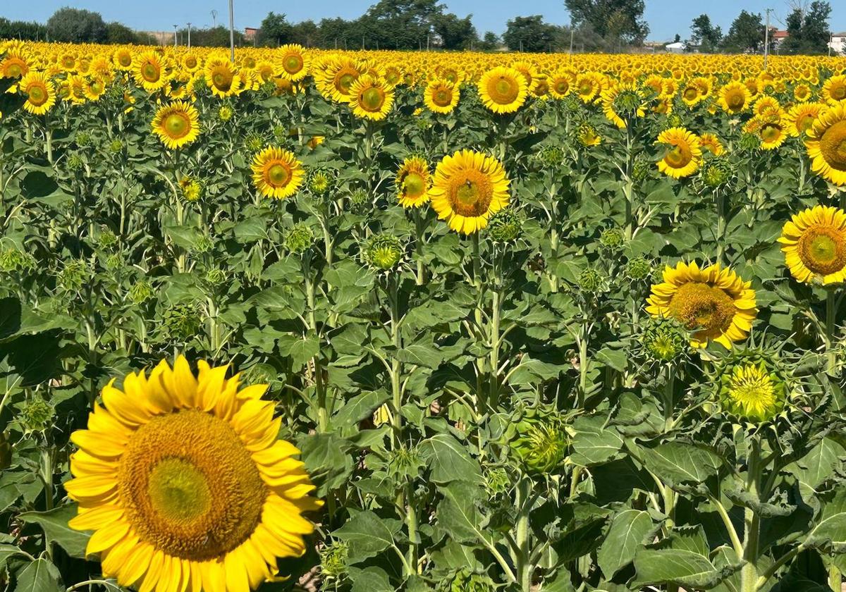 El espectáculo de los girasoles en el campo salmantino, más duradero este año