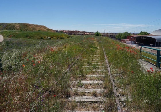 La antigua vía de la Ruta de la Plata cubierta de vegetación.