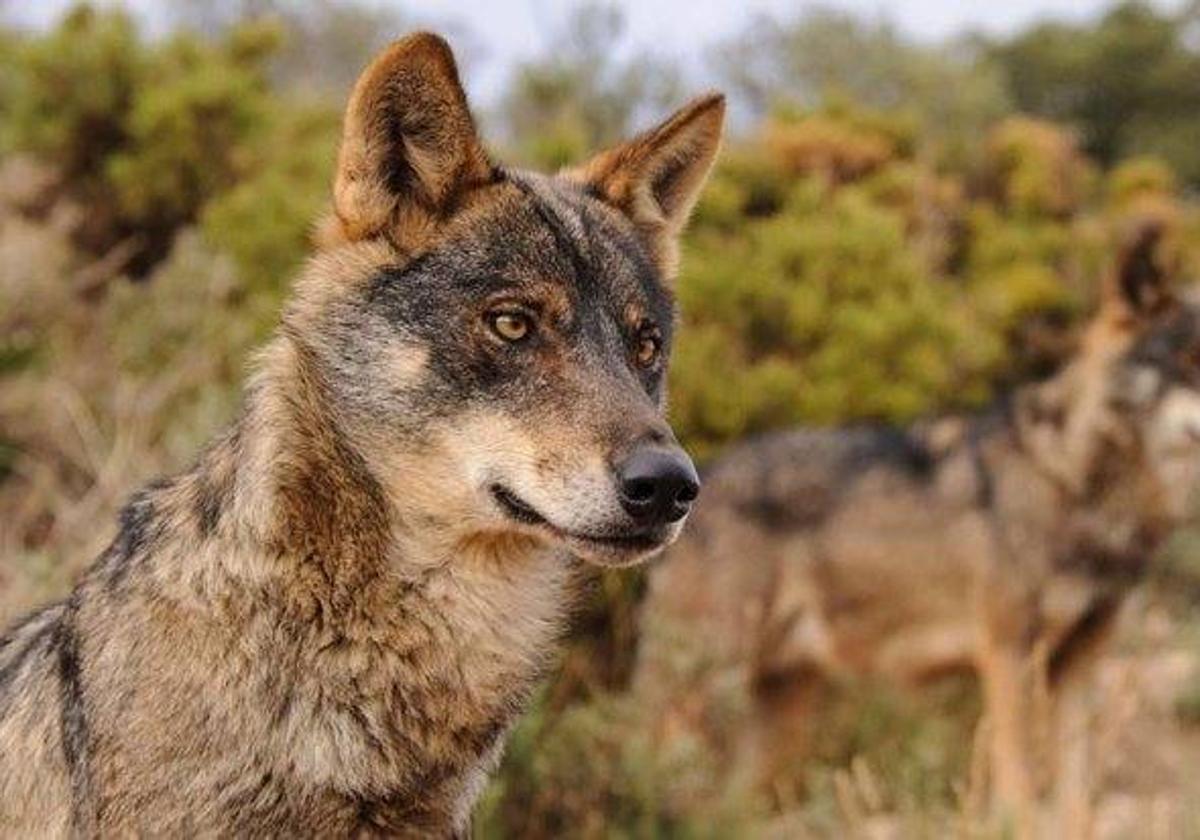 Imagen de un lobo.