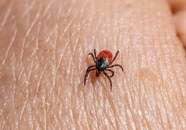Imagen de una garrapata.