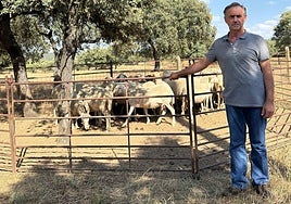 José Antonio Sánchez, con algunas de sus ovejas.
