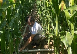 El agricultor José Antonio Alonso, en una de sus parcelas de maíz.