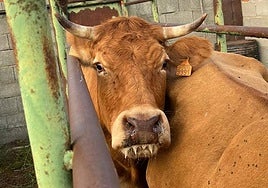 Ganado vacuno enfermo por la EHE.
