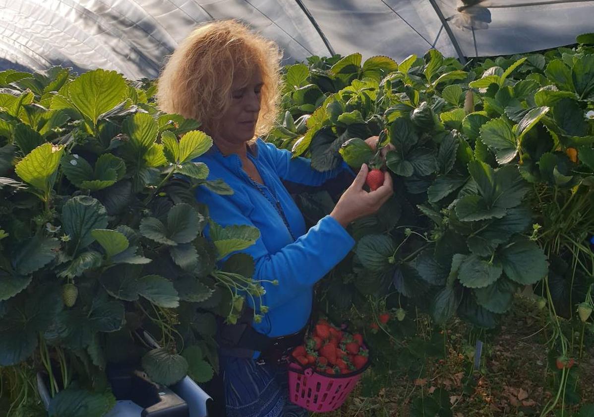 Mari Ángeles Martín, recogiendo fresas en su explotación.