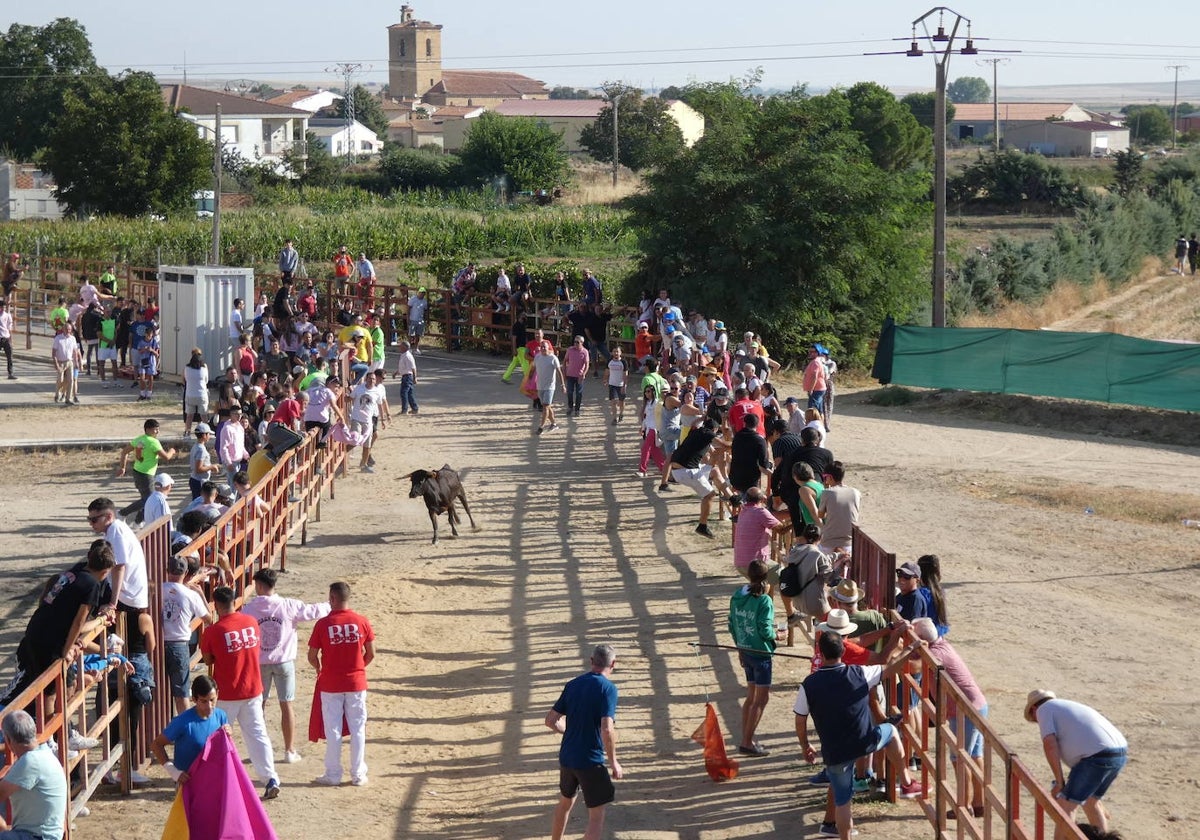 Encierro urbano por el recorrido tradicional de Cantalpino.