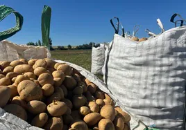 Patatas recién cosechadas listas para su traslado.