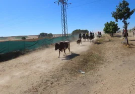 Dos bravos astados protagonizan el campero de Cantalpino