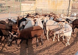 Ovejas de raza bordaleira que irán a la feria Salamaq.