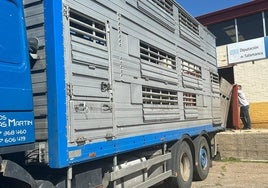 Un camión de transporte en el mercado de ganados.