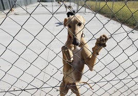 Perros en el centro de protección del Ayuntamiento de Salamanca, que fue visitado por los técnicos de la Diputación para coger ideas.