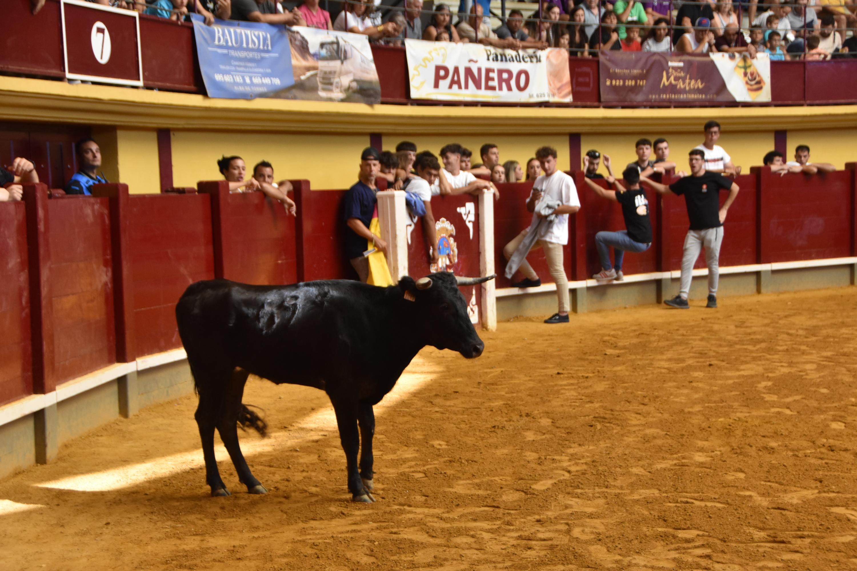 Exitosos primer encierro urbano y capea en Alba de Tormes