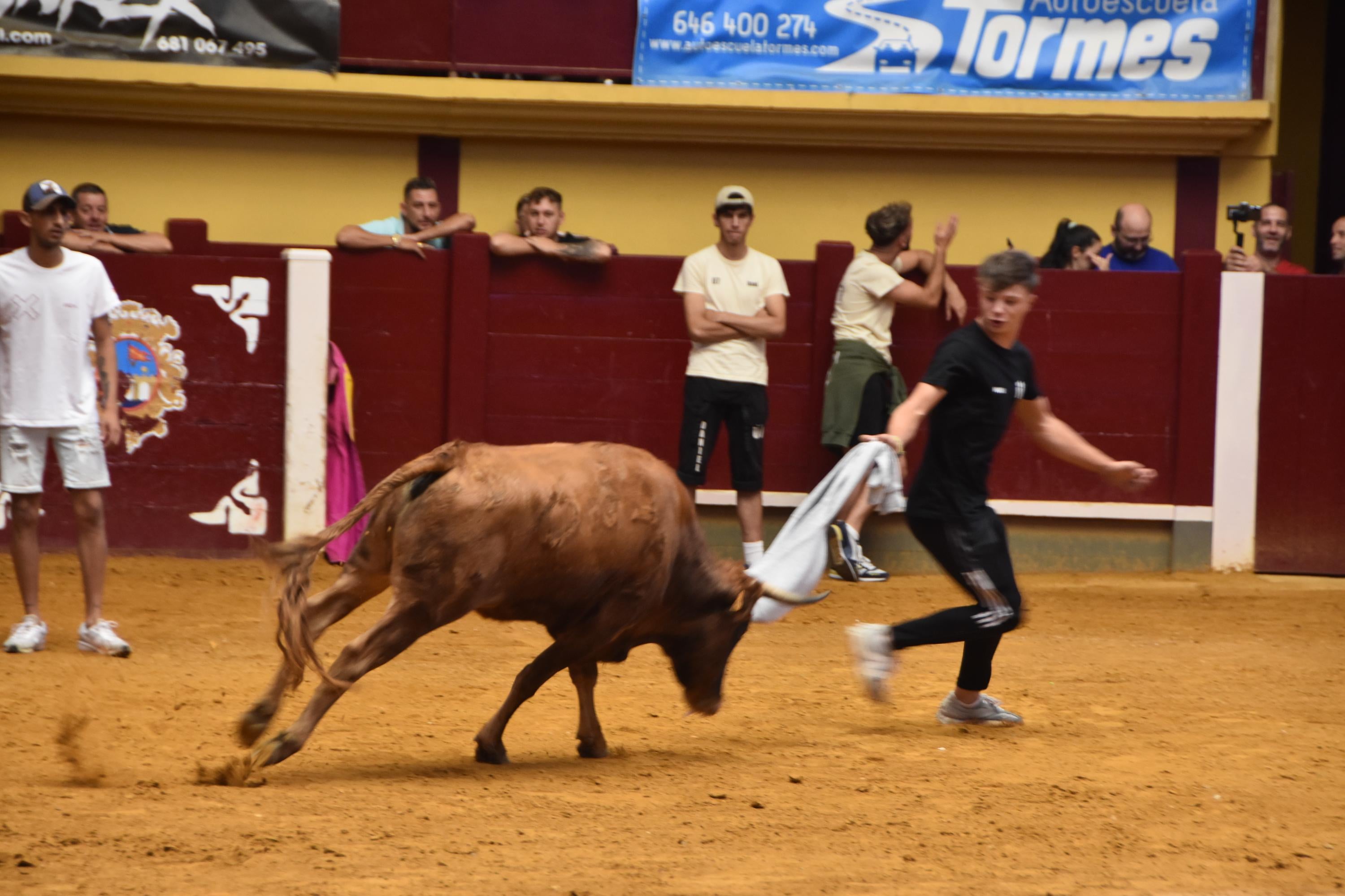 Exitosos primer encierro urbano y capea en Alba de Tormes