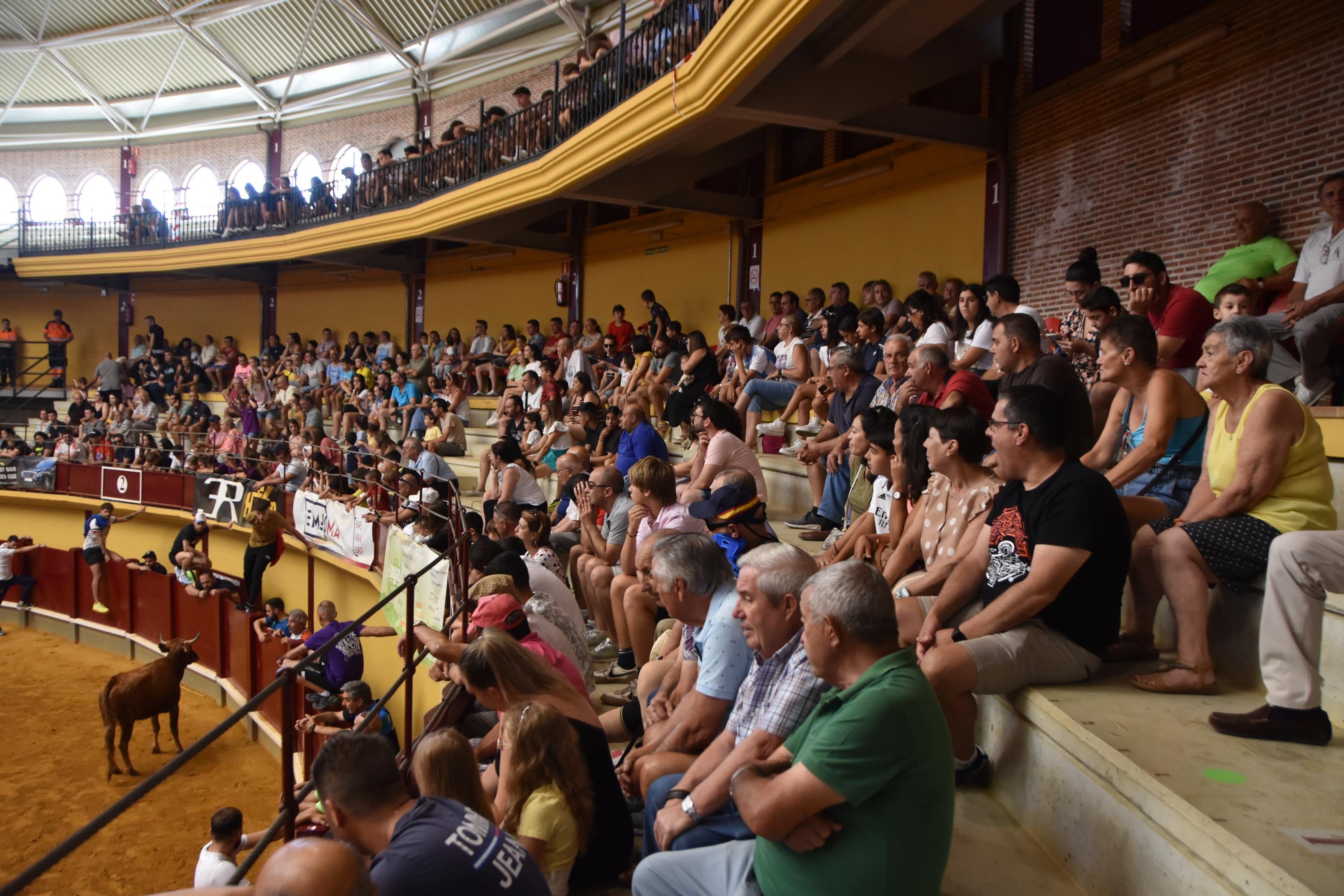 Exitosos primer encierro urbano y capea en Alba de Tormes