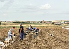 Recolección de patata a mano en Cantalpino.