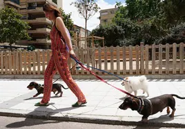 Una mujer pasea a tres perros por la ciudad.