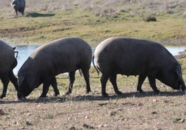 Ejemplares de cerdo ibérico de una explotación adscrita a AECERIBER.