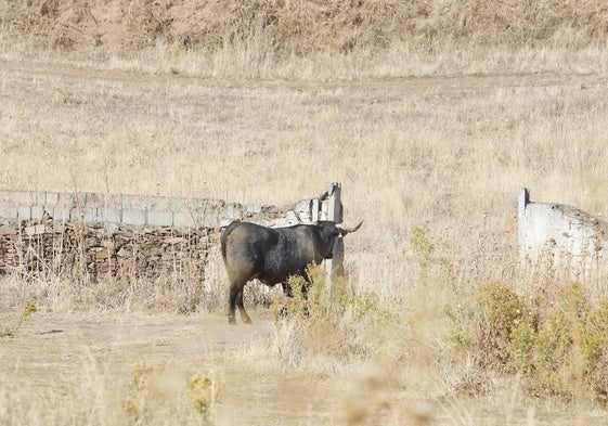 Vaca morucha escapada de Salamaq