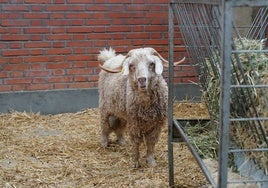 El llamativo Jaime, de los más visitados de la feria.